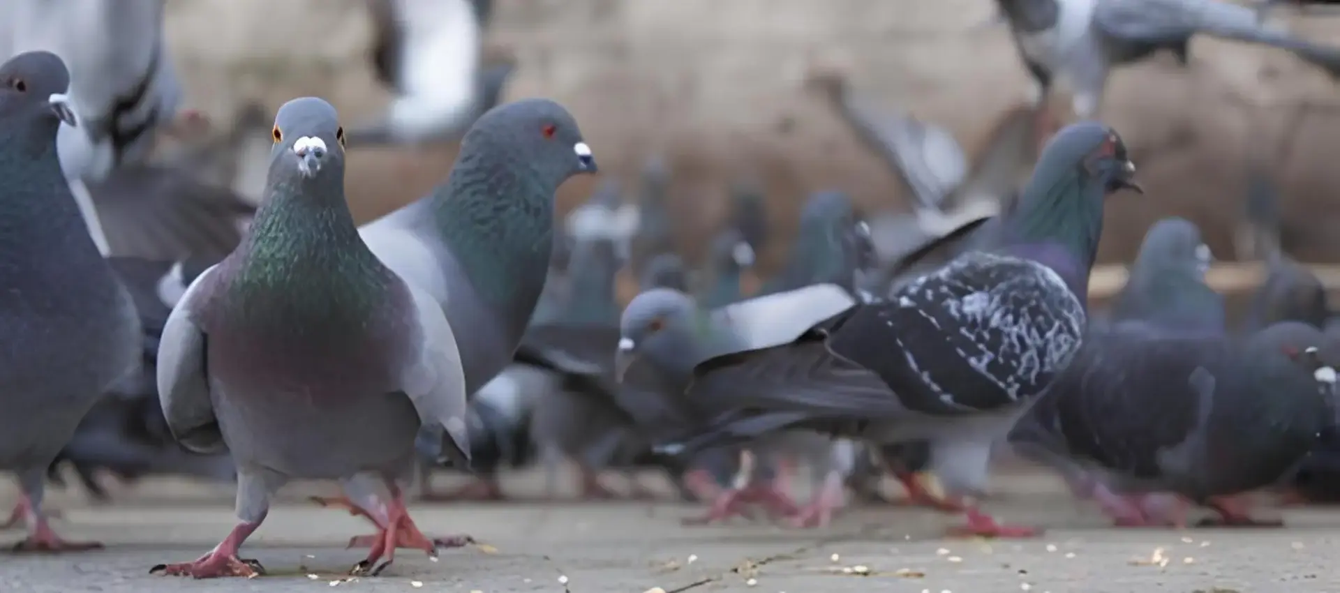 Netting Craftsmen Net for Pigeons in Akurdi, Nashik, Pune, Mumbai, Lohogaon, Kothrud, Pimpri-Chinchwad, Nigdi, Ravet, Bhugaon, Baner, Sadashiv Peth, Koregaon Park, Lohegaon, Satara Road, Wakad