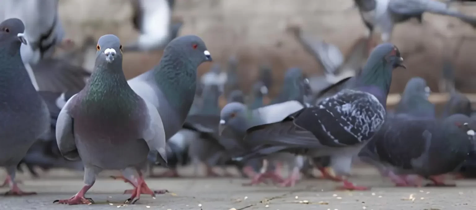 Netting Craftsmen Net for Pigeons in Warje, Koregaon Park, Satara Road, Nigdi, Bhugaon, Balewadi, Hinjewadi, Swargate, Ravet, Baner, Satara Road, Kothrud, Nashik, Pune, Mumbai and Entire Maharashtra